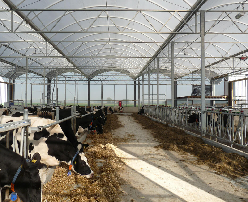 Bâtiment agricole en acier galvanisé avec structure de toile pour l’élevage de vaches